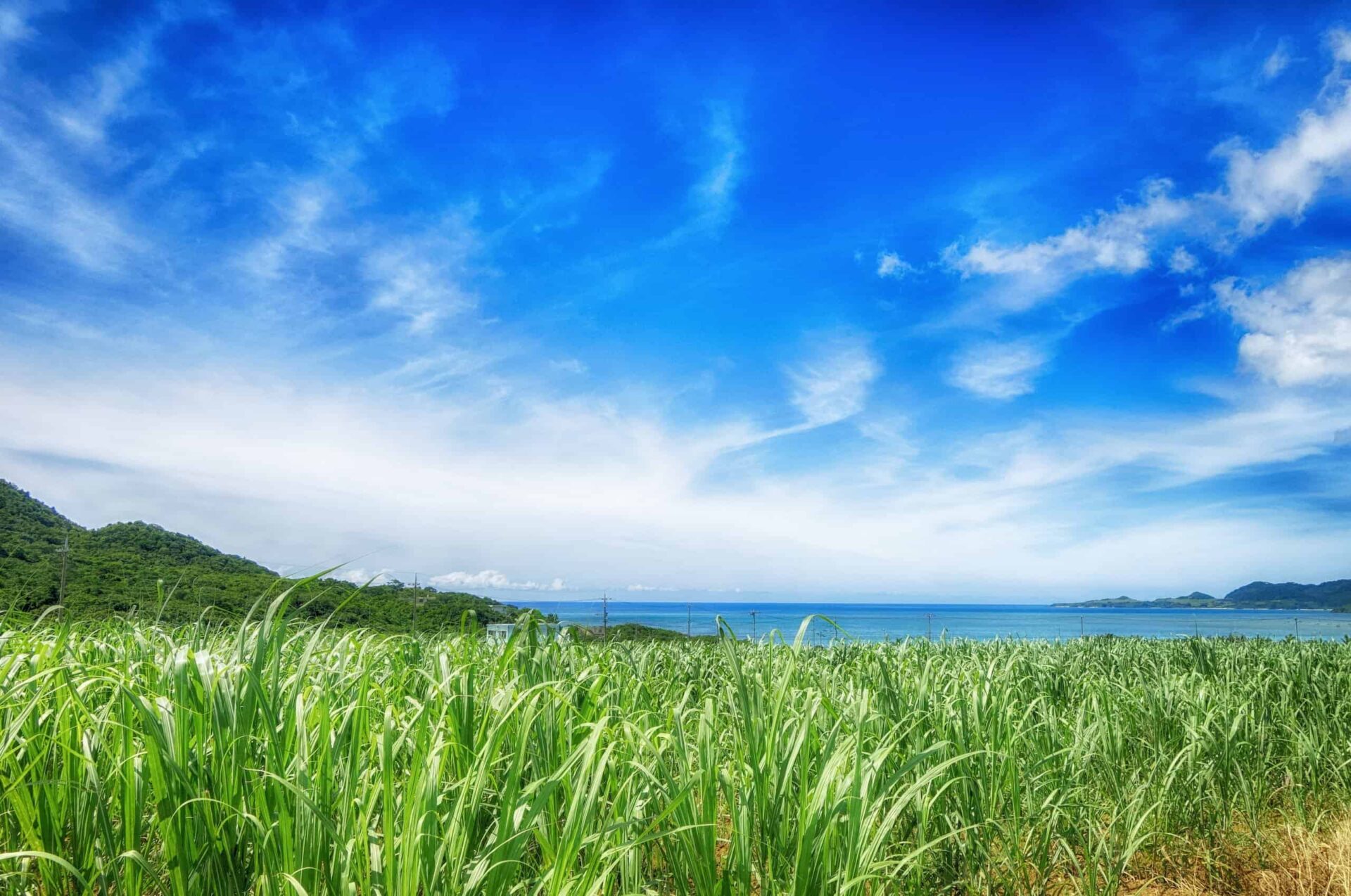 石垣島のさとうきび畑