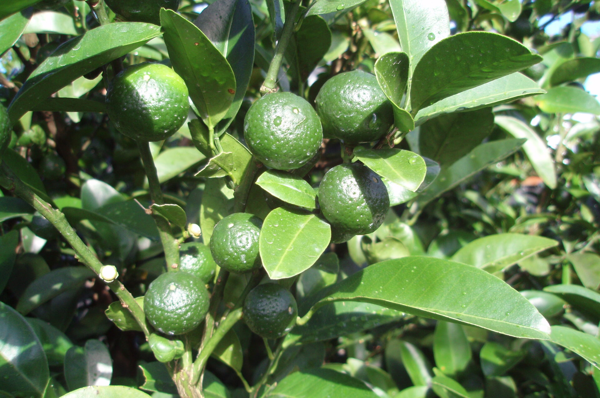 シークヮーサー